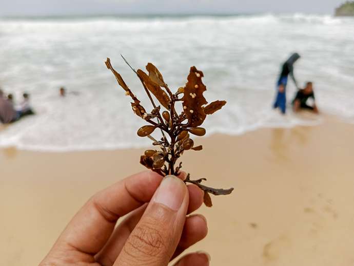Μπορούμε να καλλιεργήσουμε φύκια στην ξηρά;